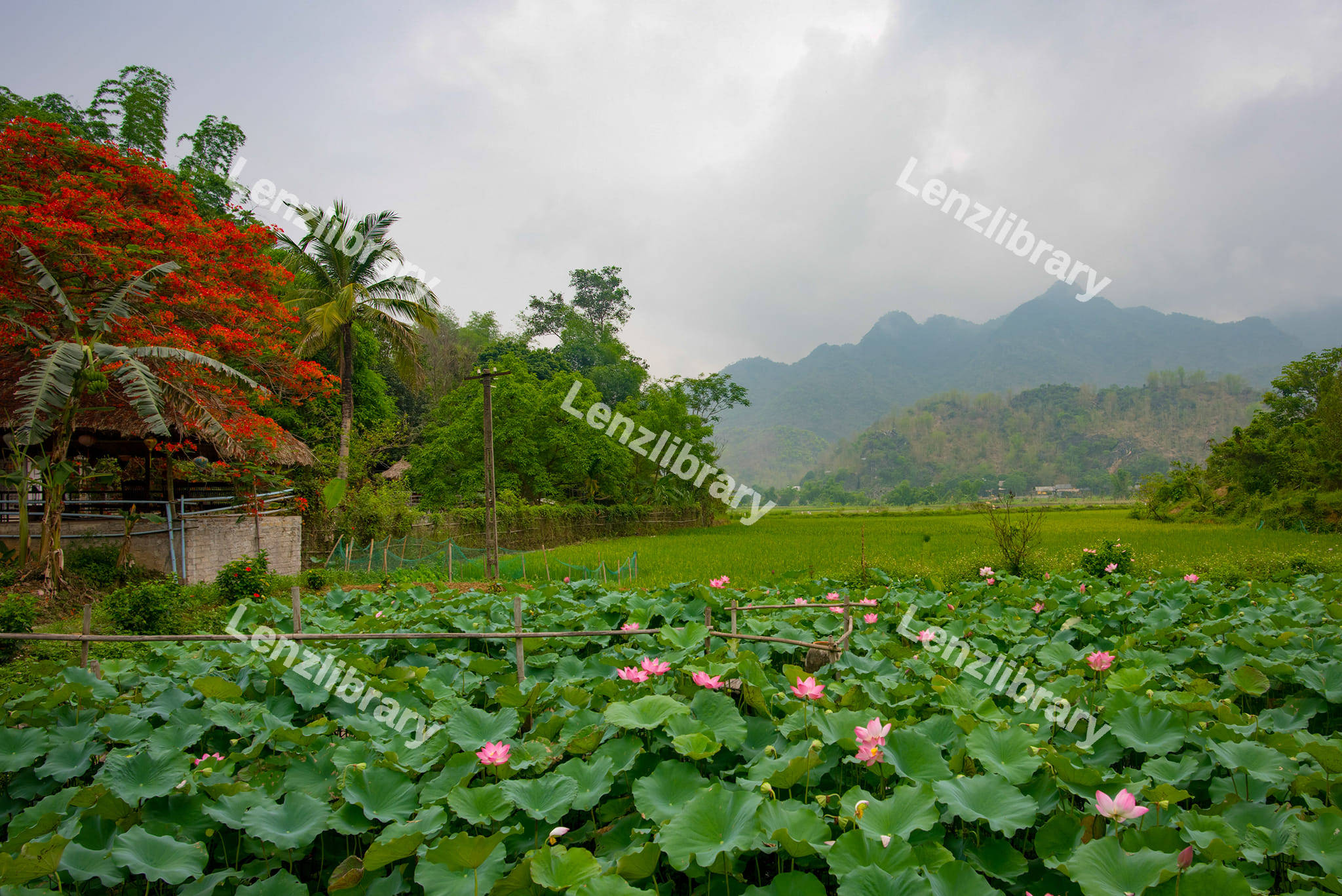Lotus FLower